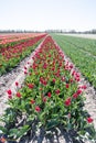 Tulpen velden in west-friesland - tulips where they grow Royalty Free Stock Photo