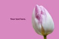 Copyspace with tulip flower Royalty Free Stock Photo