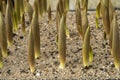 Production of tulips for early flowering as cut flowers Royalty Free Stock Photo