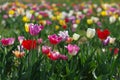 Tulpenfeld Royalty Free Stock Photo