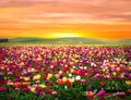 Dramatic sunrise over Tulips Fields