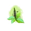 Tulsi-Basil ayurvedic herb digital art illustration with text isolated on white. Healthy organic plant widely used in treatment