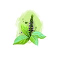 Tulsi-Basil ayurvedic herb digital art illustration with text isolated on white. Healthy organic plant widely used in treatment