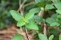 Tulsi basil or Holy basil in organic garden