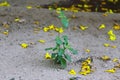 Tulsi growing on ground Royalty Free Stock Photo