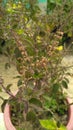 Tulsi herbs seeds