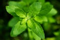 Tulsi, Holy Basil benefits the respiratory system and supports digestive health