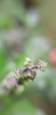 tulsi, holy basil, closeup Royalty Free Stock Photo