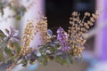 Tulsi or The Holy Basil flower Ocimum Tenuiflorum Maharashtra India