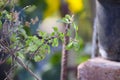 Tulsi or holy basil flowers and leaves Royalty Free Stock Photo