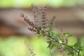 Tulsi or holy basil flowers and leaves Royalty Free Stock Photo