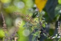 Tulsi or holy basil flowers and leaves Royalty Free Stock Photo