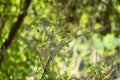 Tulsi or holy basil flowers and leaves Royalty Free Stock Photo