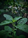 Tulsi Holy basil medicinal plant