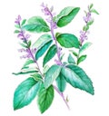 Tulsi (holy basil) traditional herbal medicine plant over white background. Generative AI watercolor illustration Royalty Free Stock Photo