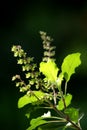 Tulsi leaves Royalty Free Stock Photo
