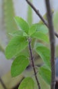 Tulsi Royalty Free Stock Photo