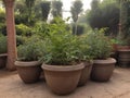 Tulsi (Ocimum sanctum) in the garden