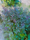 Tulsi plant tulsi is called the queen of all herbs its colour may be light green to dark purple