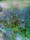 Tulsi plant tulsi is called the queen of all herbs its colour may be light green to dark purple