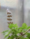 Tulsi plant