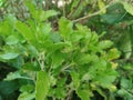Tulsi plant/holy basil
