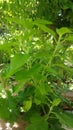 Tulsi Plant holy basil,Ocimum tenuiflorum.The No.One Medicine.