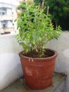 Tulsi plant at home