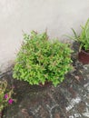 Tulsi plant in an indian in a pot