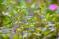 Tulsi plant inner view gree