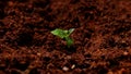 Tulsi Plant isolated with soil Background