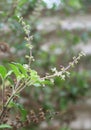 Tulsi plant -lamiaceae ocimum Royalty Free Stock Photo