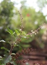 Tulsi plant-Lamiaceae Ocimum Royalty Free Stock Photo