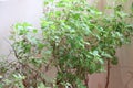 Tulsi plant