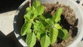 Tulsi Plant Other name is holy basil Ocimum tenuiflorum.The No.One Medicine plant .