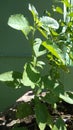 Tulsi Plant Other name is holy basil and Ocimum tenuiflorum.The No.One Medicine plant .