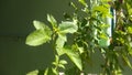 Tulsi Plant Other name is holy basil and Ocimum tenuiflorum.The No.One Medicine plant .
