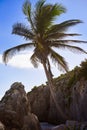 Tulum beach palm tree in Riviera Maya at Mayan Royalty Free Stock Photo