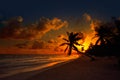 Tulum beach sunset palm tree Riviera Maya Royalty Free Stock Photo