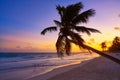 Tulum beach sunset palm tree Riviera Maya Royalty Free Stock Photo