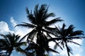 Tulum: Dark palm tree silhouettes Royalty Free Stock Photo