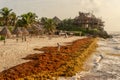 Patches of Sargassum seaweed in Mexico