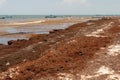 Patches of Sargassum seaweed at Tulum Beach.