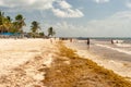 Patches of Sargassum seaweed on Playa Paraiso