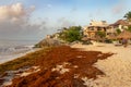 Patches of Sargassum seaweed in Mexico