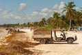 Truck loaded with Sargassum seaweed at Playa Paraiso.