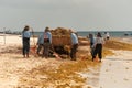 Workers cleaning Sargassum seaweed from the beach