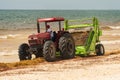 Workers cleaning Sargassum seaweed from the beach