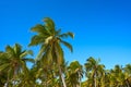 Tulum palm trees jungle on Mayan Riviera beach Royalty Free Stock Photo