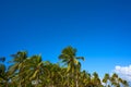 Tulum palm trees jungle on Mayan Riviera beach Royalty Free Stock Photo